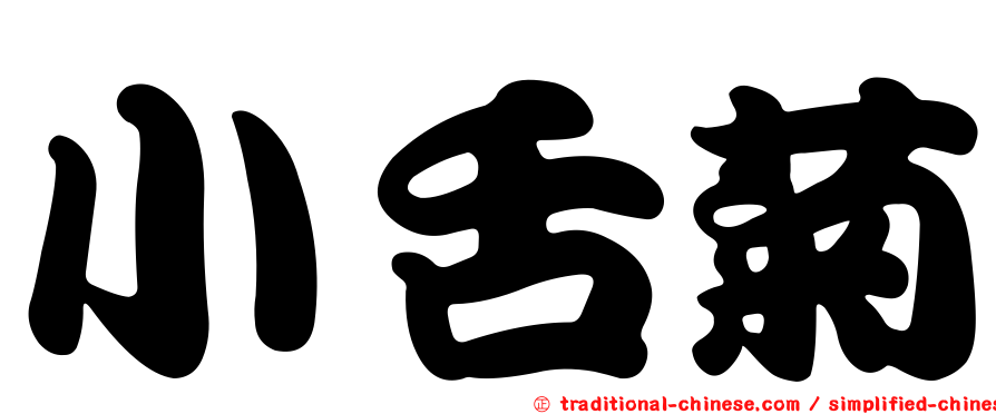 小舌菊