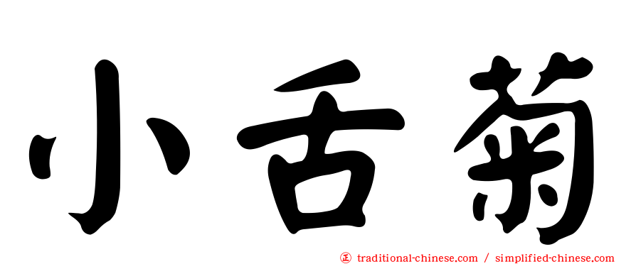 小舌菊