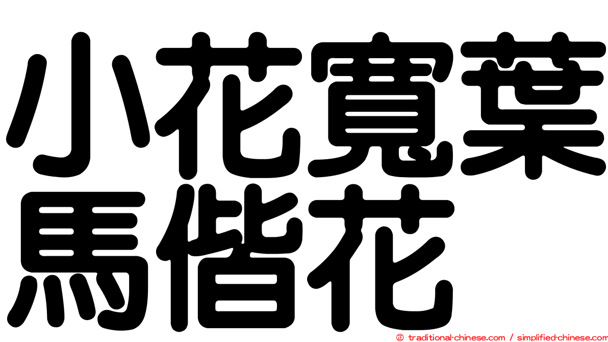 小花寬葉馬偕花