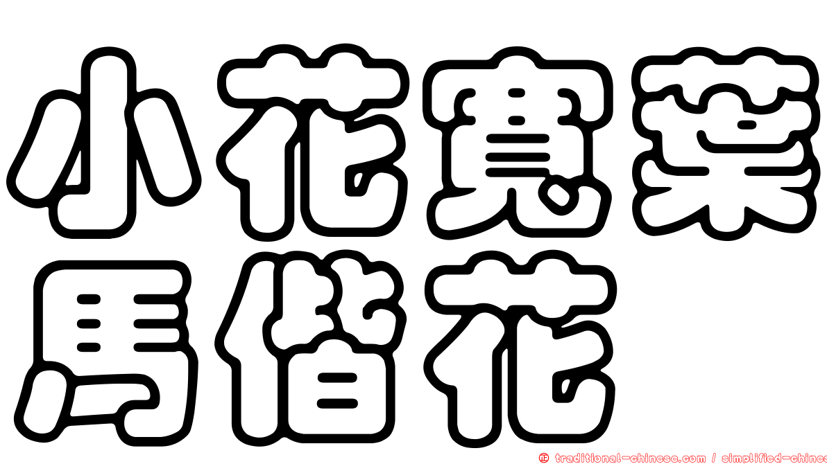 小花寬葉馬偕花