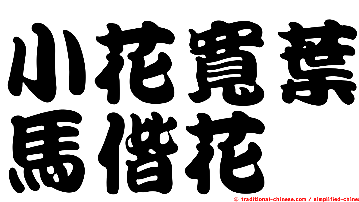 小花寬葉馬偕花