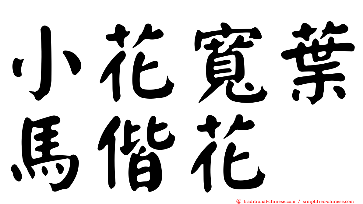小花寬葉馬偕花