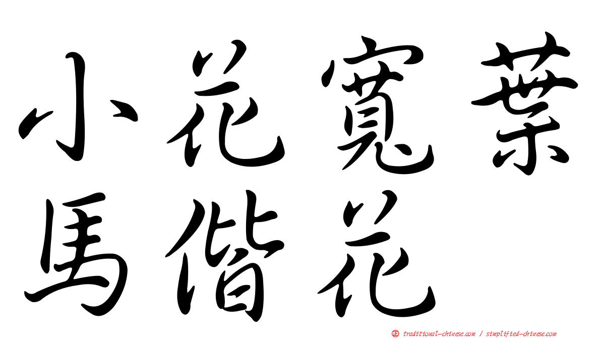 小花寬葉馬偕花