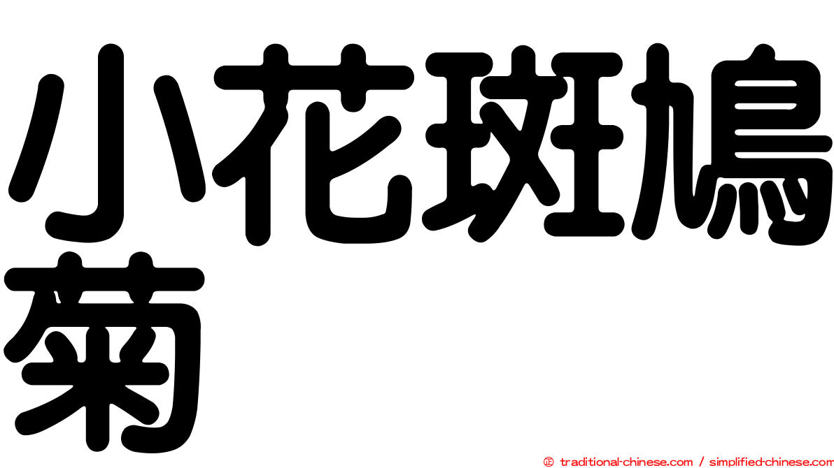 小花斑鳩菊