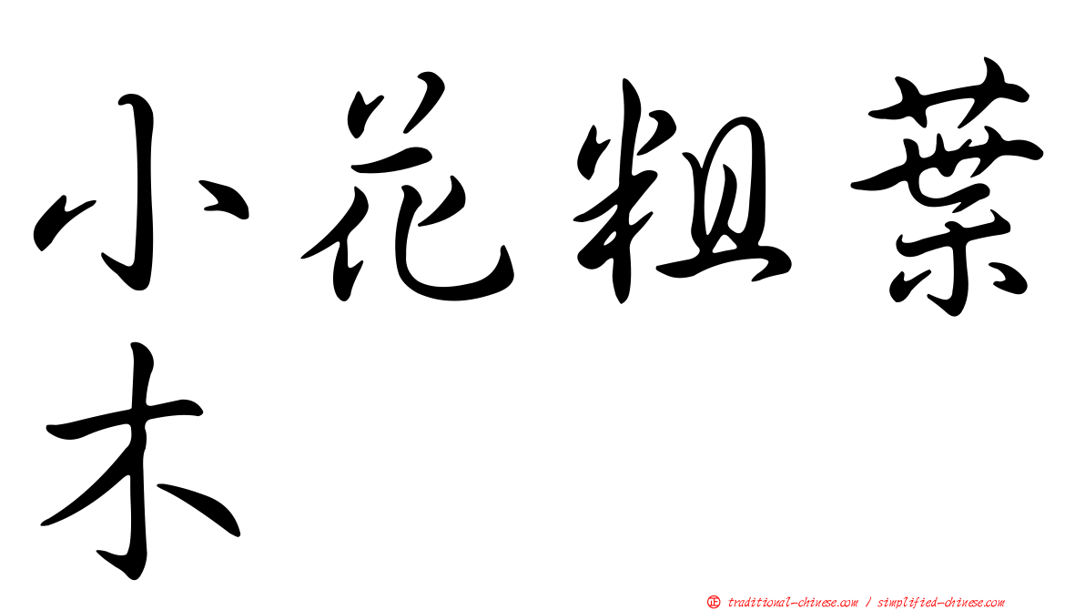 小花粗葉木