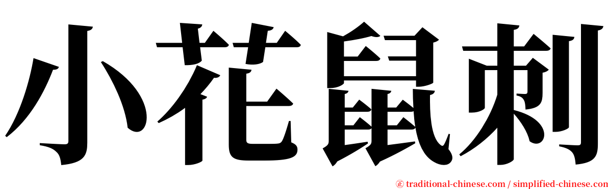 小花鼠刺 serif font