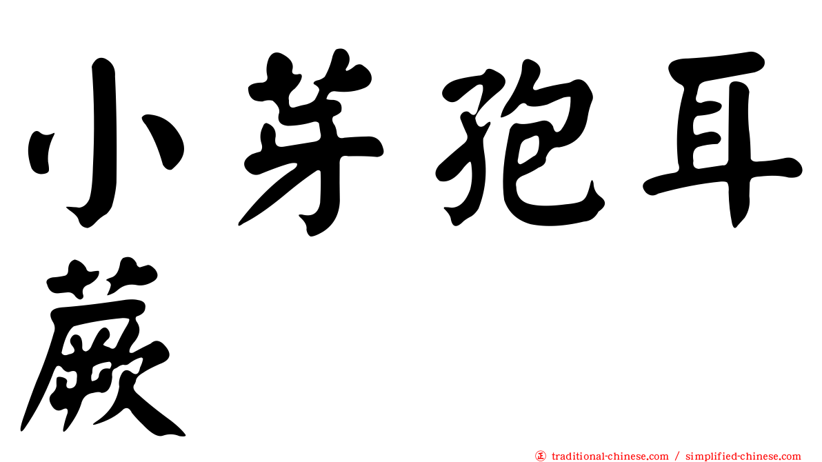 小芽孢耳蕨