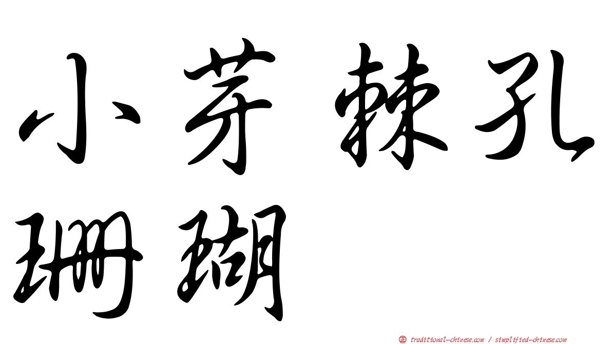 小芽棘孔珊瑚