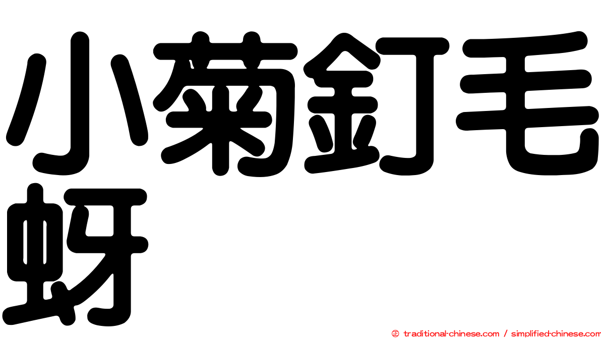 小菊釘毛蚜