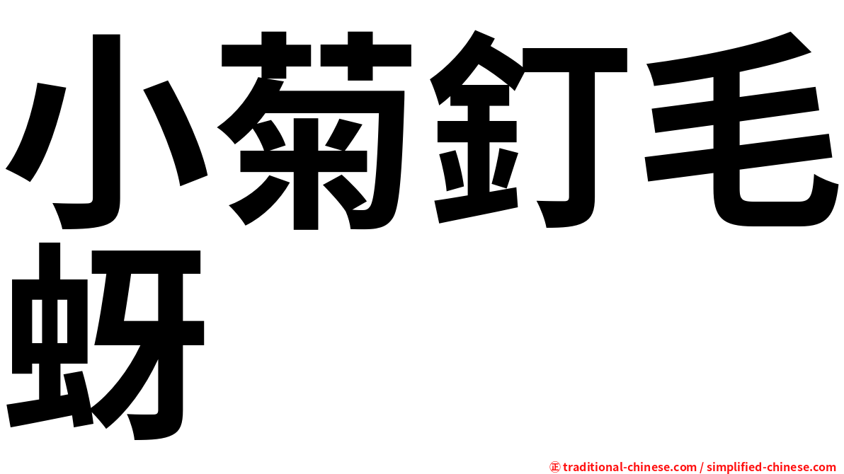 小菊釘毛蚜
