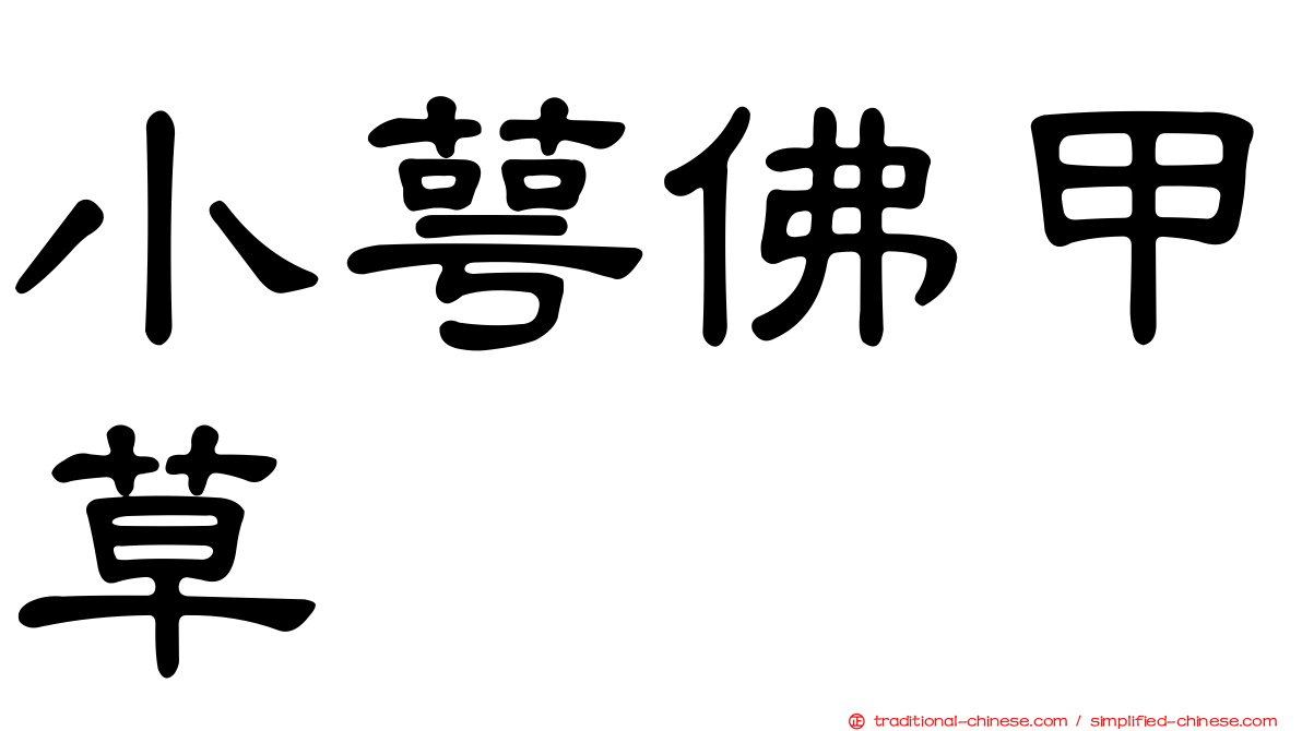小萼佛甲草