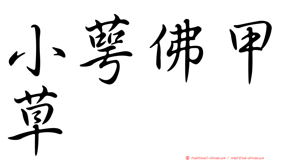 小萼佛甲草
