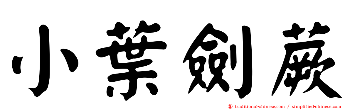 小葉劍蕨