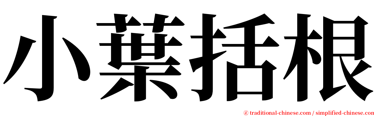 小葉括根 serif font