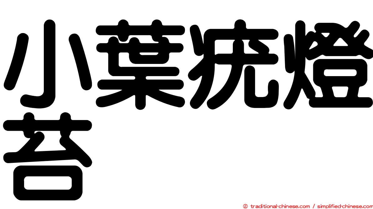 小葉疣燈苔