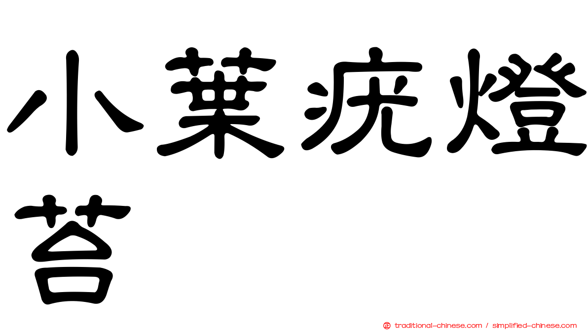 小葉疣燈苔