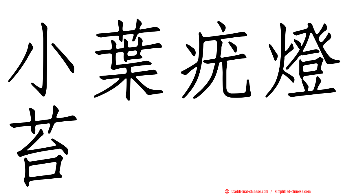 小葉疣燈苔