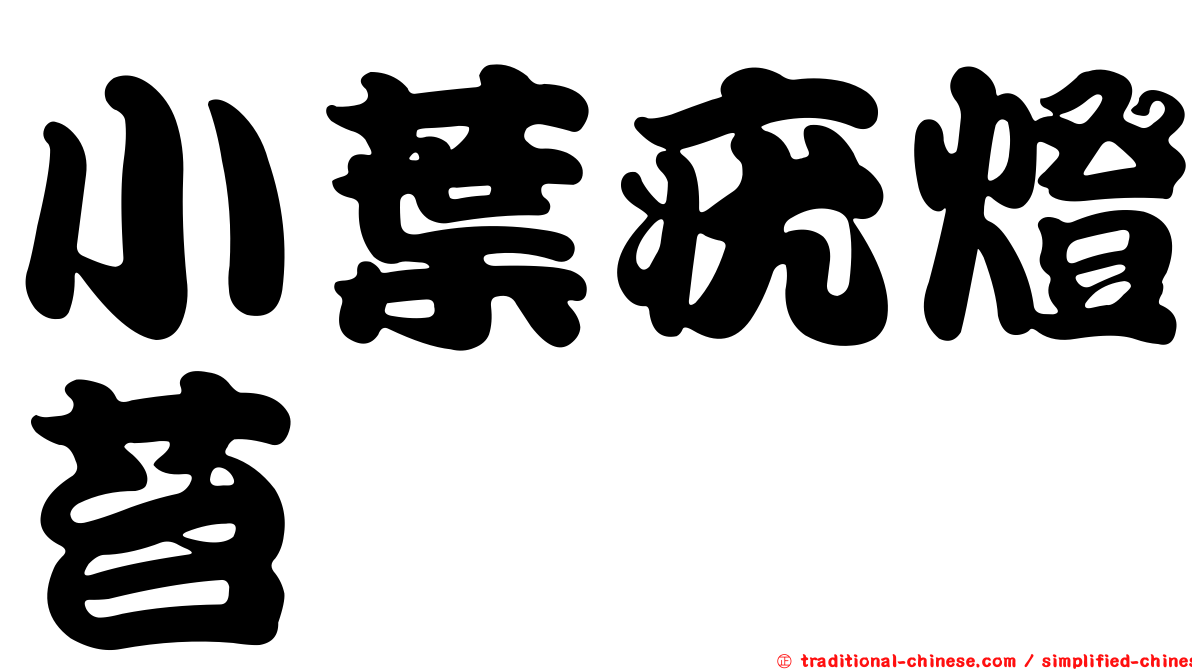 小葉疣燈苔