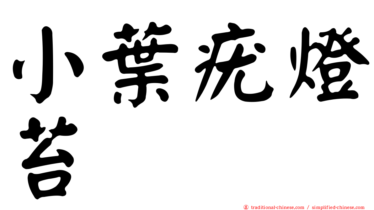 小葉疣燈苔