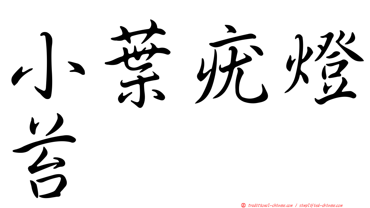 小葉疣燈苔