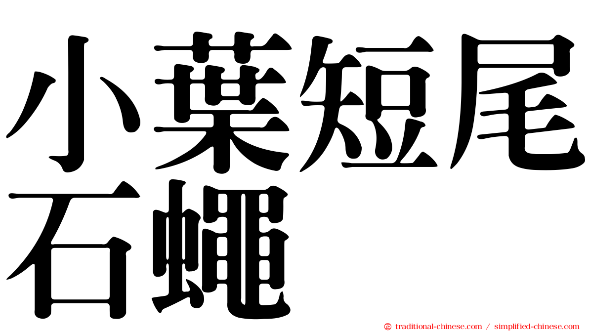 小葉短尾石蠅