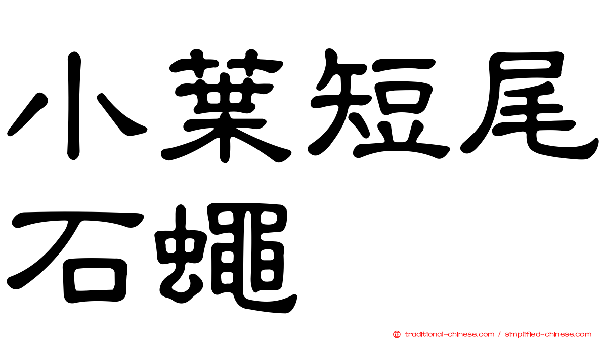小葉短尾石蠅