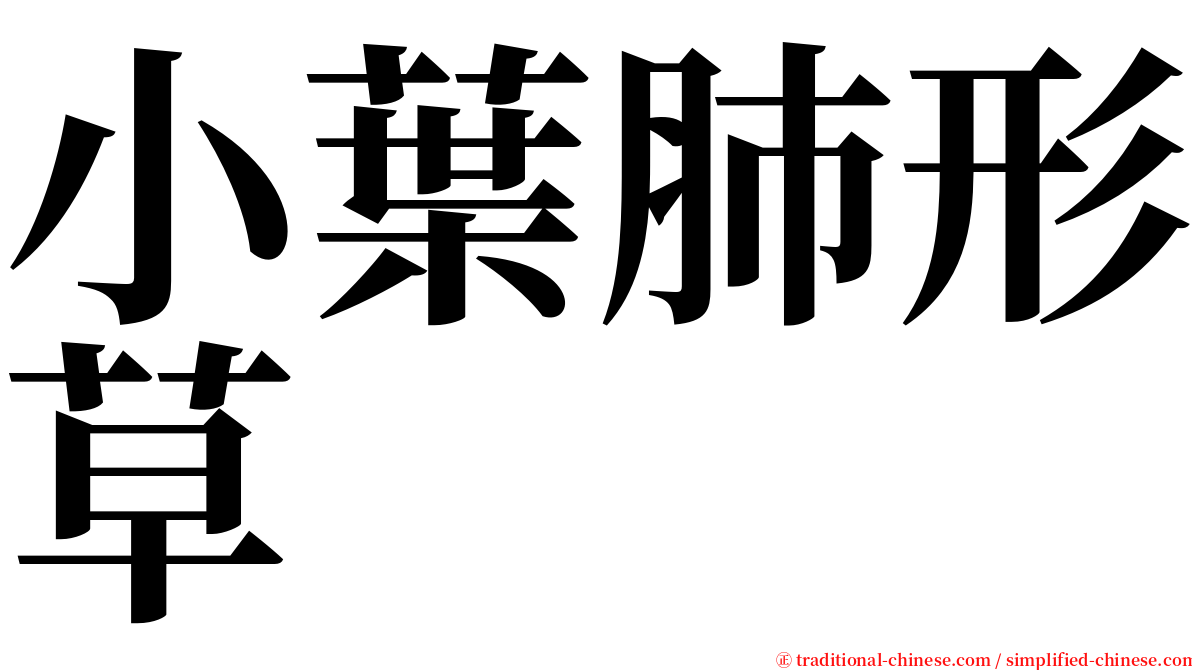 小葉肺形草 serif font