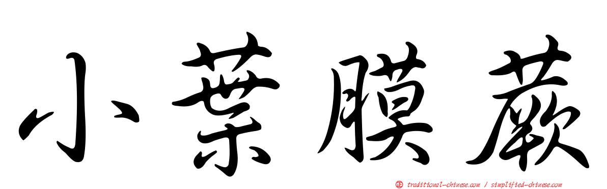 小葉膜蕨