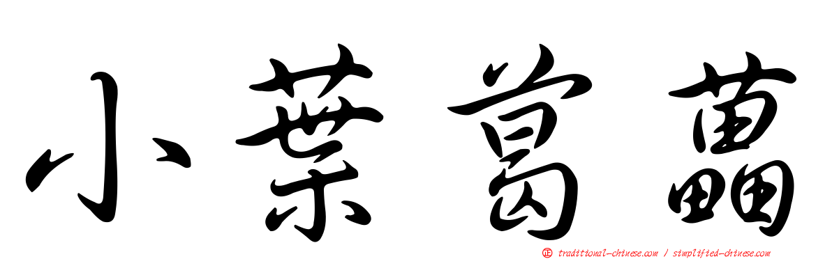 小葉葛藟