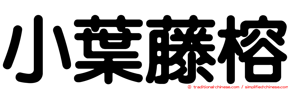 小葉藤榕