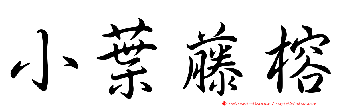 小葉藤榕