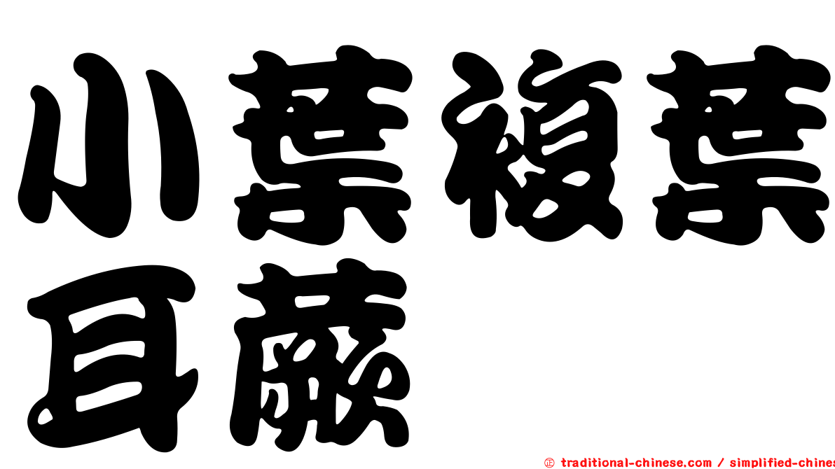 小葉複葉耳蕨