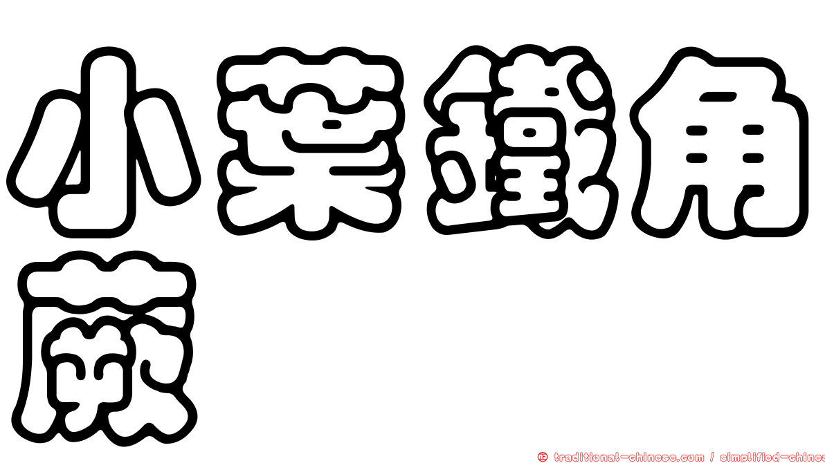 小葉鐵角蕨