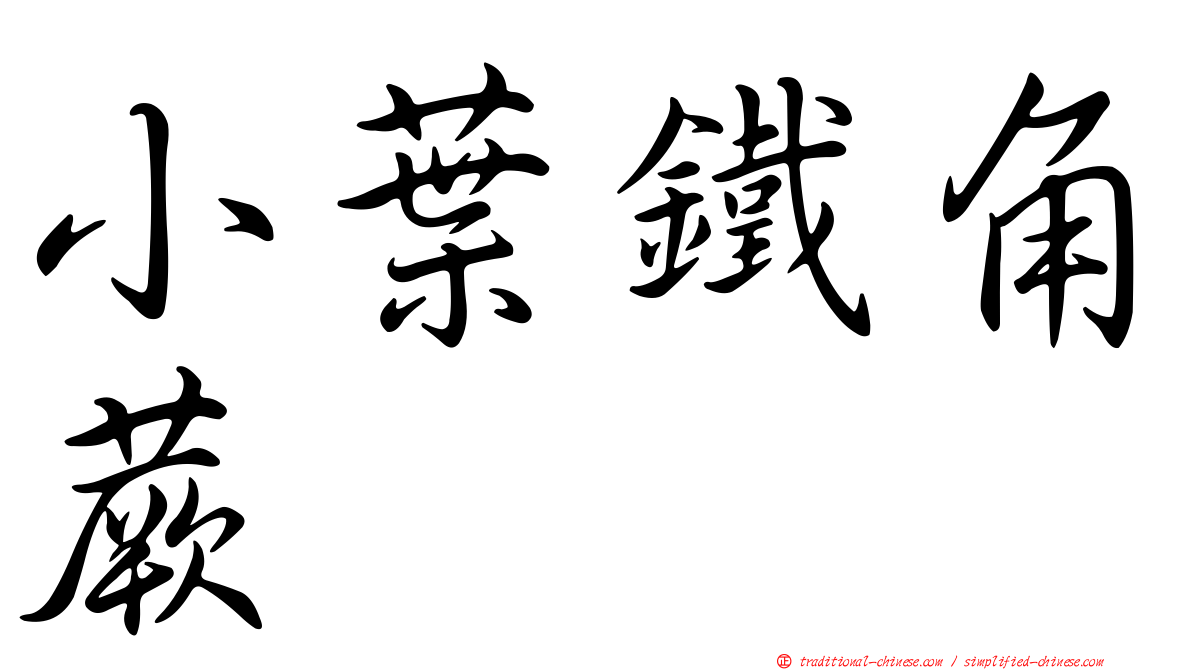 小葉鐵角蕨
