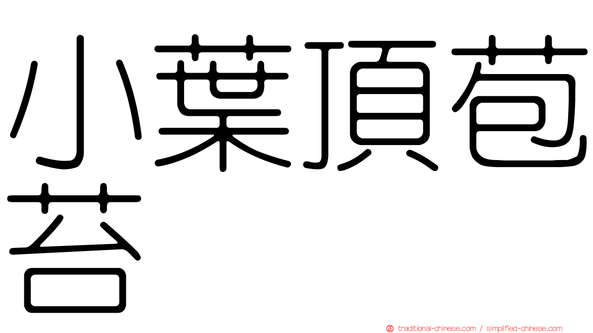 小葉頂苞苔