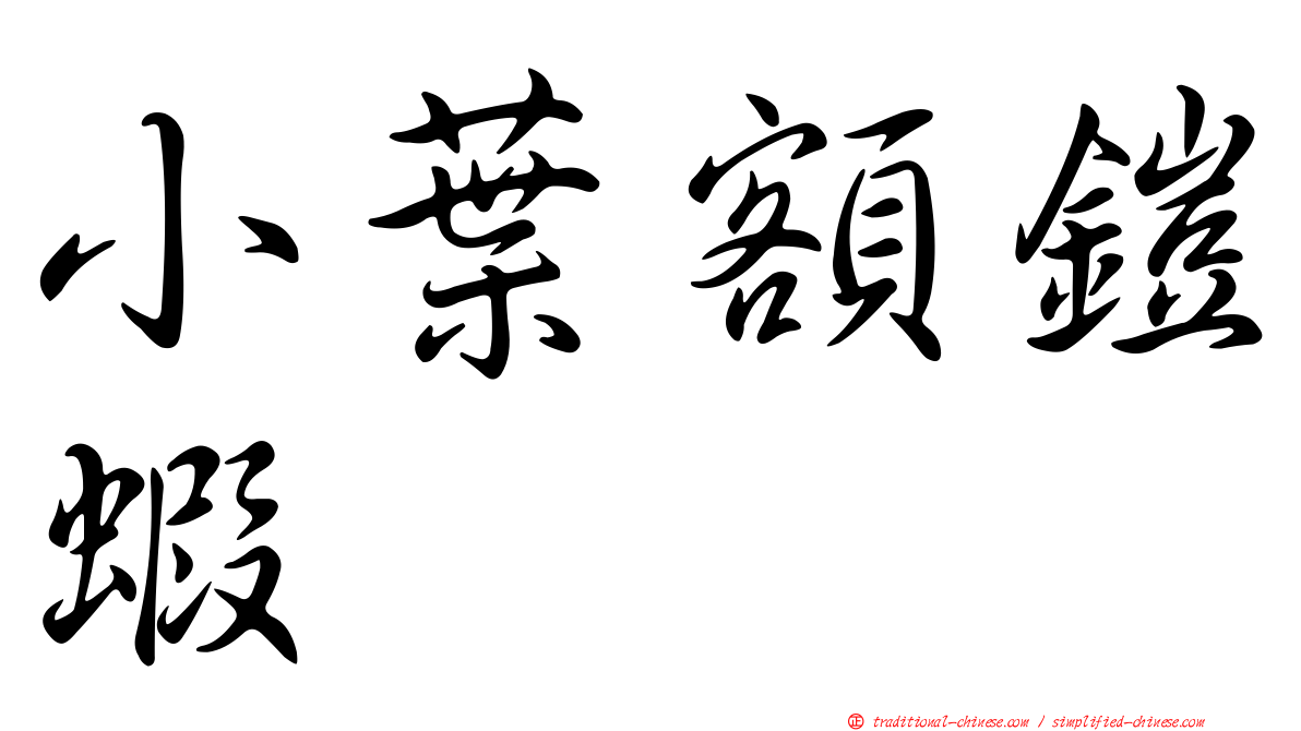 小葉額鎧蝦