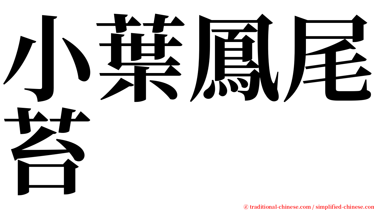 小葉鳳尾苔 serif font