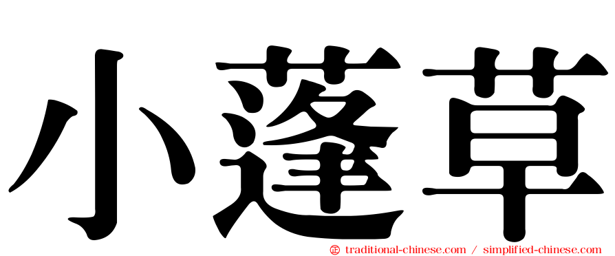小蓬草