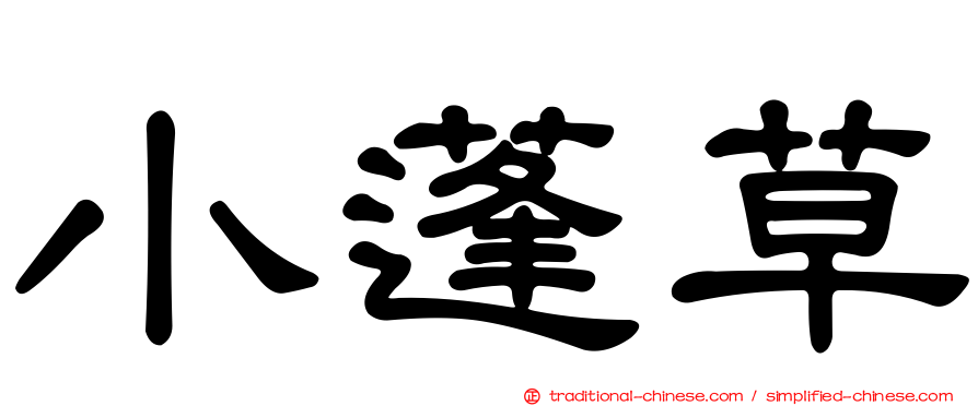 小蓬草