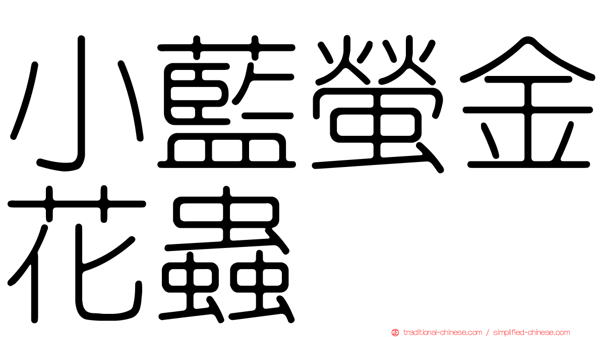小藍螢金花蟲