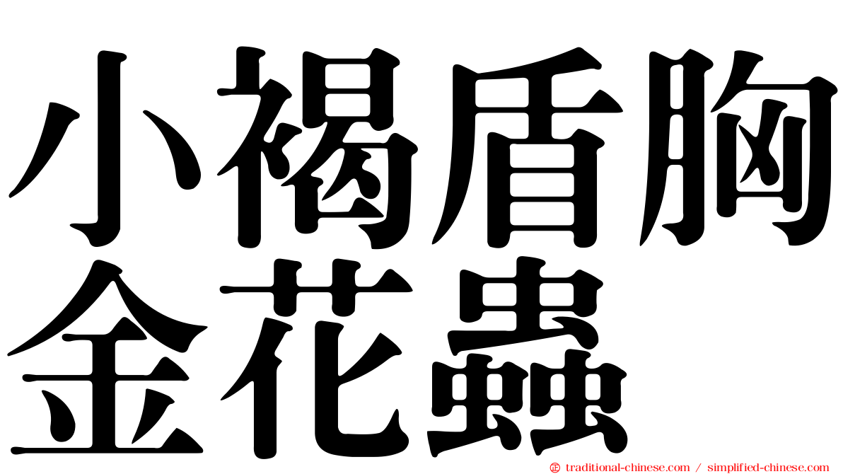 小褐盾胸金花蟲