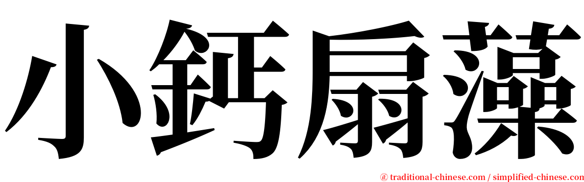 小鈣扇藻 serif font