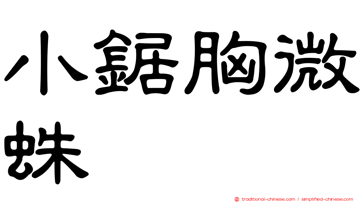 小鋸胸微蛛