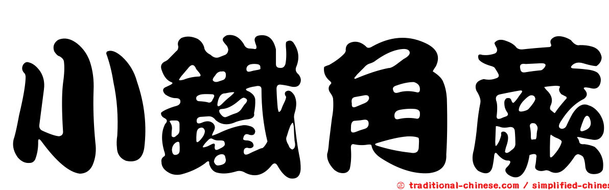 小鐵角蕨