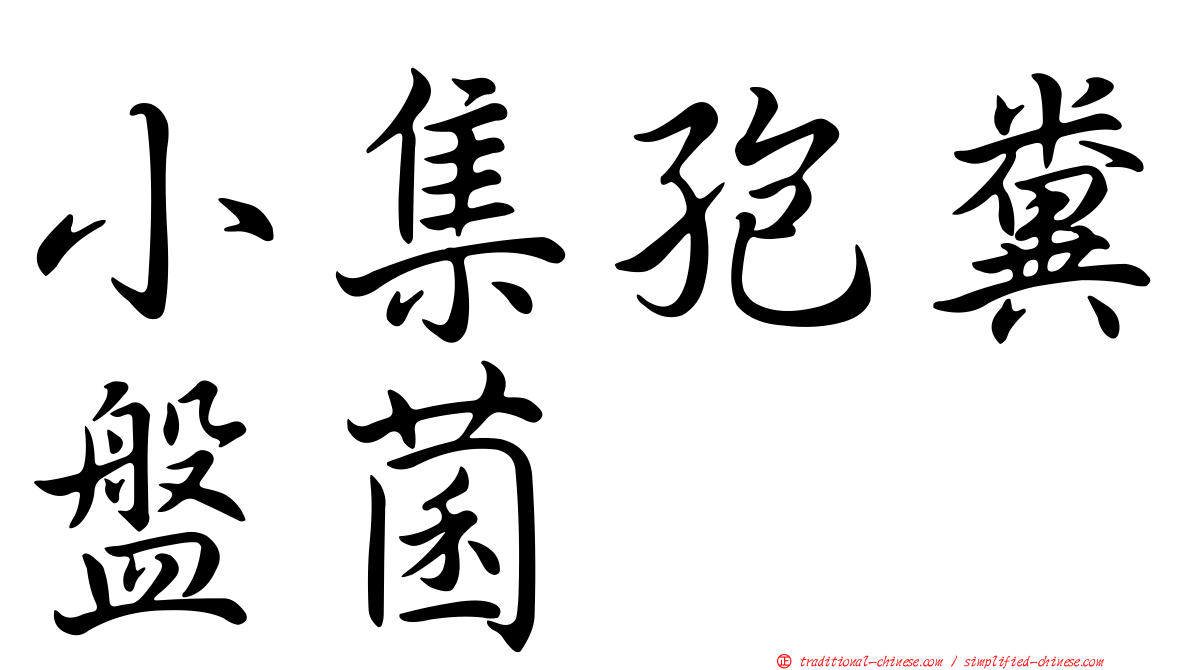 小集孢糞盤菌