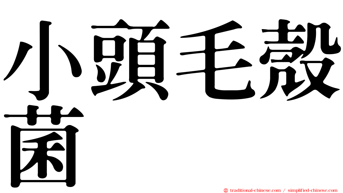 小頭毛殼菌