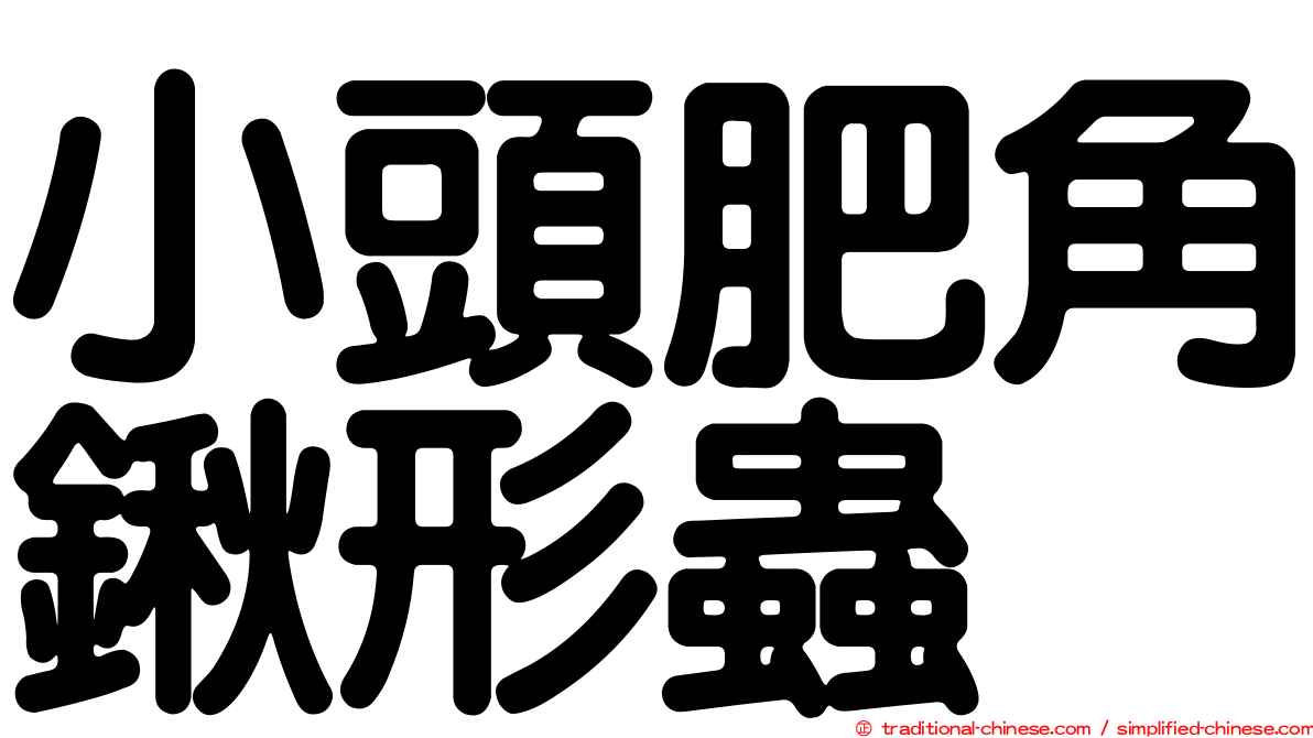 小頭肥角鍬形蟲