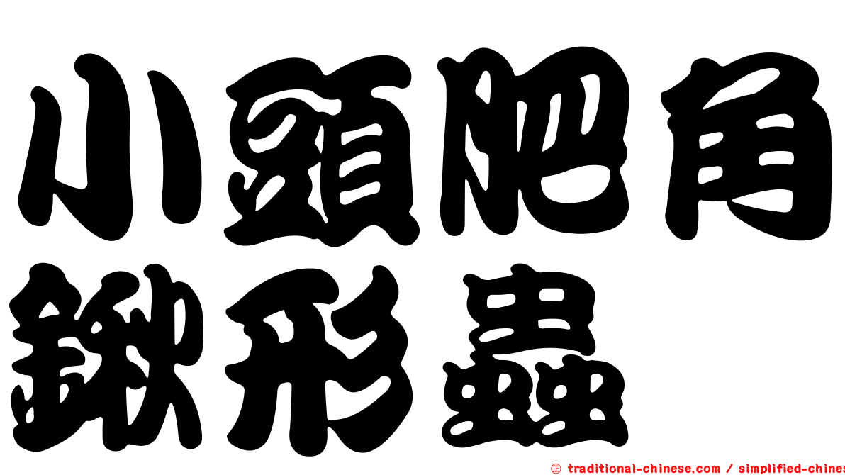 小頭肥角鍬形蟲