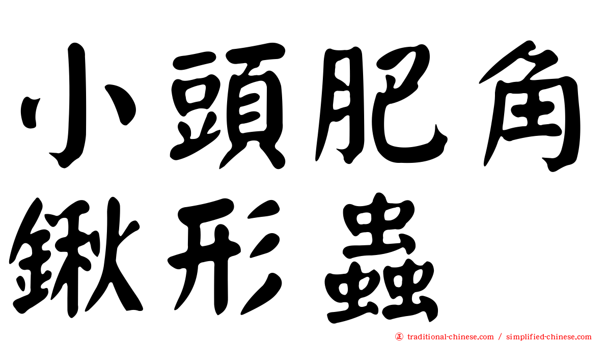 小頭肥角鍬形蟲