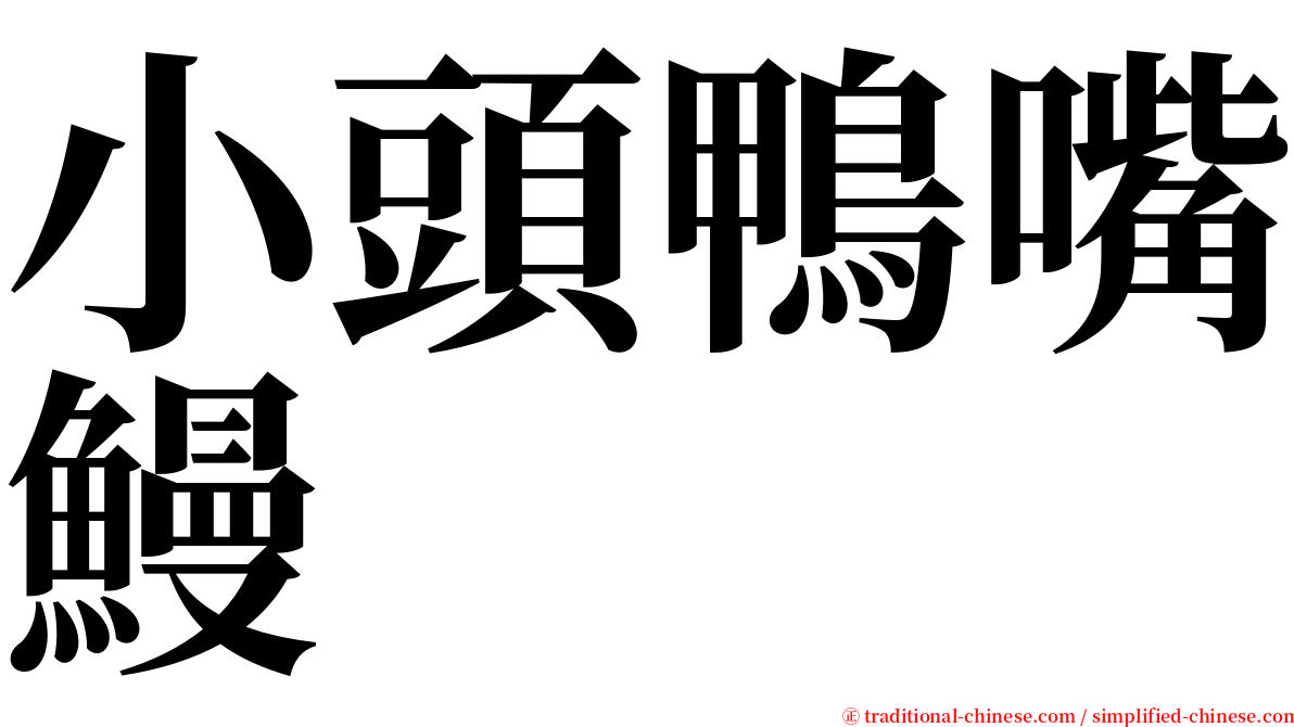 小頭鴨嘴鰻 serif font